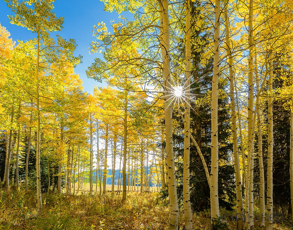 Autumn In The Rocky Mountains Wasatch National Forest Utah Open Edition Print / 14 X 11 Only Art