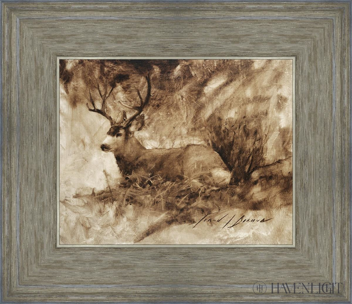 Bedded Buck Open Edition Print / 10 X 8 Gray 14 3/4 12 Art