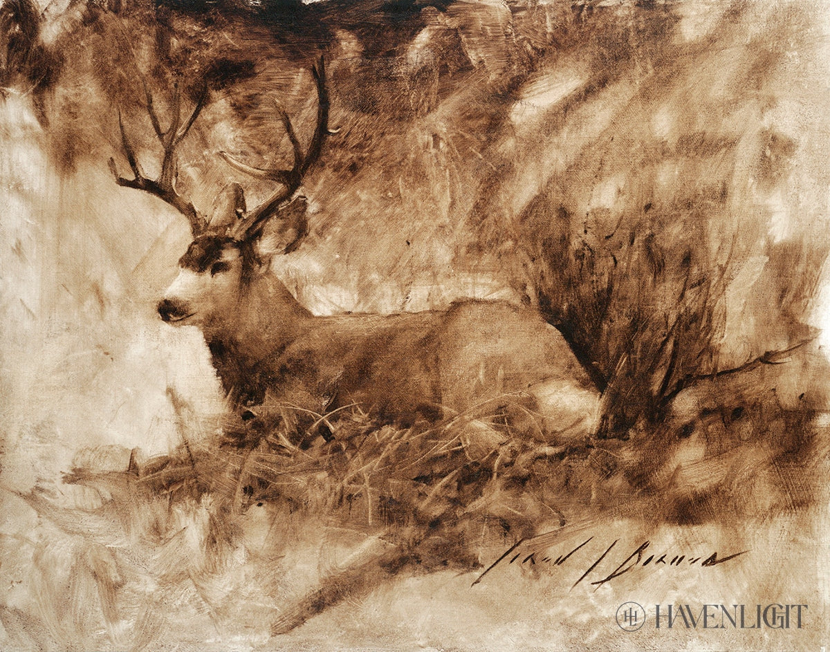 Bedded Buck Open Edition Print / 14 X 11 Only Art