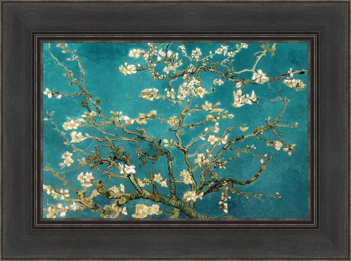 Blossoming Almond Open Edition Print / 21 X 14 Black 27 1/2 20 Art