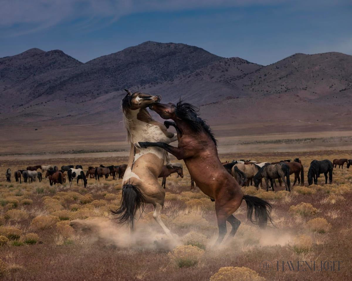 Desert Duel by Greg Sargent two horses fighting in the deseret sage brush hooves wild horses herd action dust western – Havenlight.com