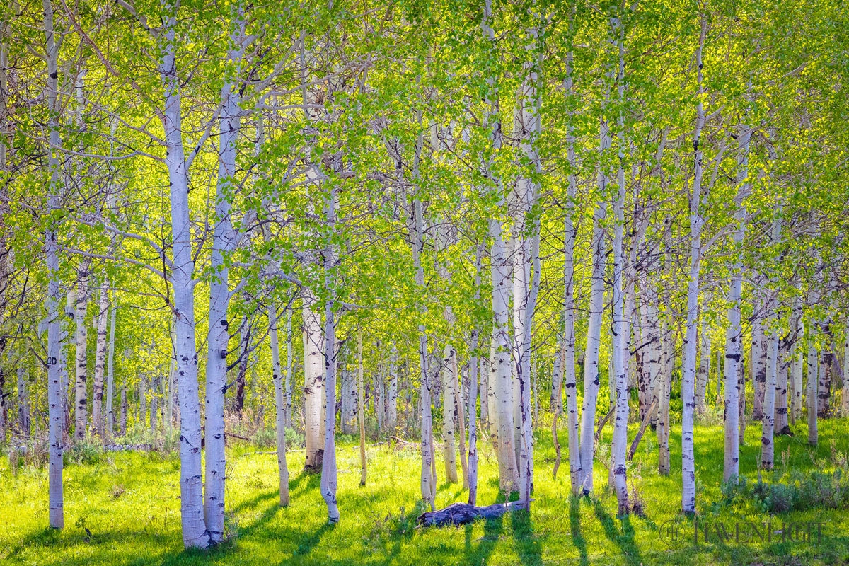 Early Morning Light In The Wasatch Backcountry Open Edition Canvas / 24 X 16 Rolled Tube Art