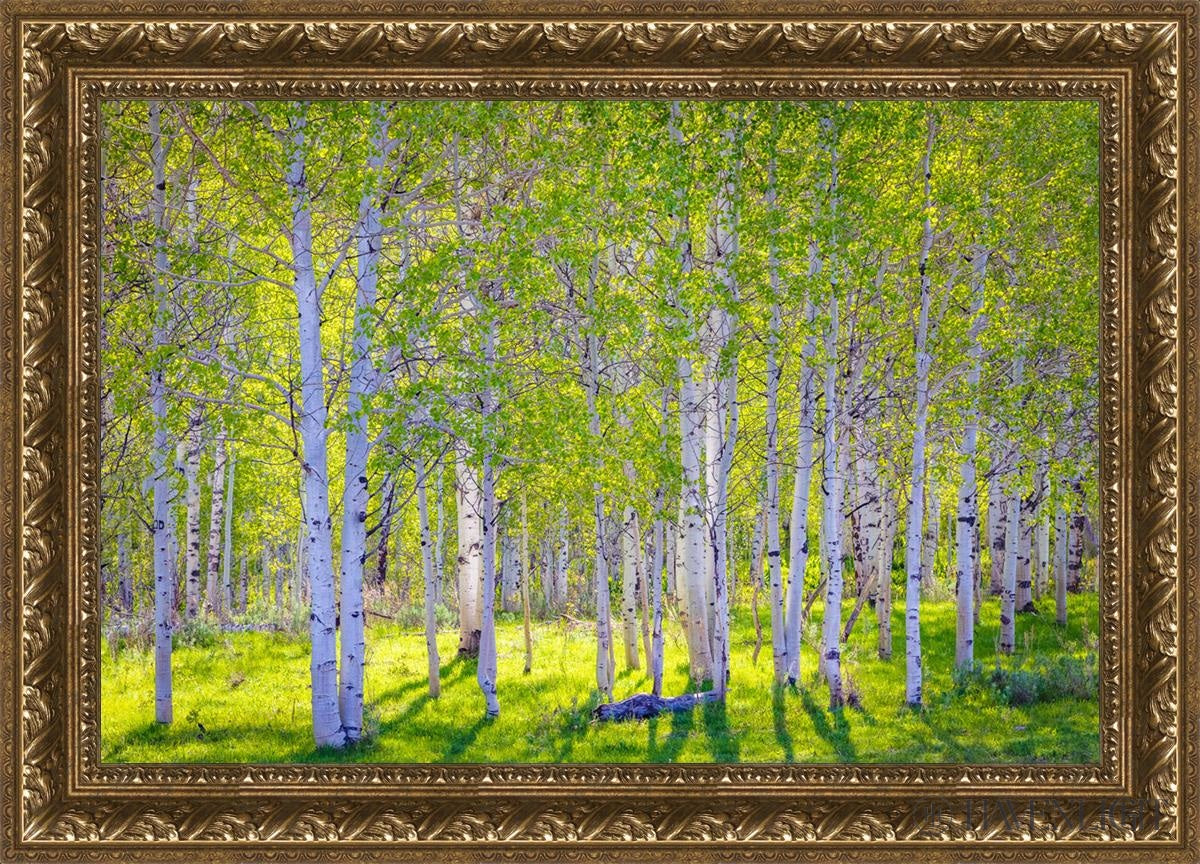 Early Morning Light In The Wasatch Backcountry Open Edition Canvas / 30 X 20 Gold 35 3/4 25 Art