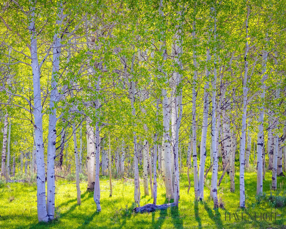 Early Morning Light In The Wasatch Backcountry Open Edition Print / 10 X 8 Only Art