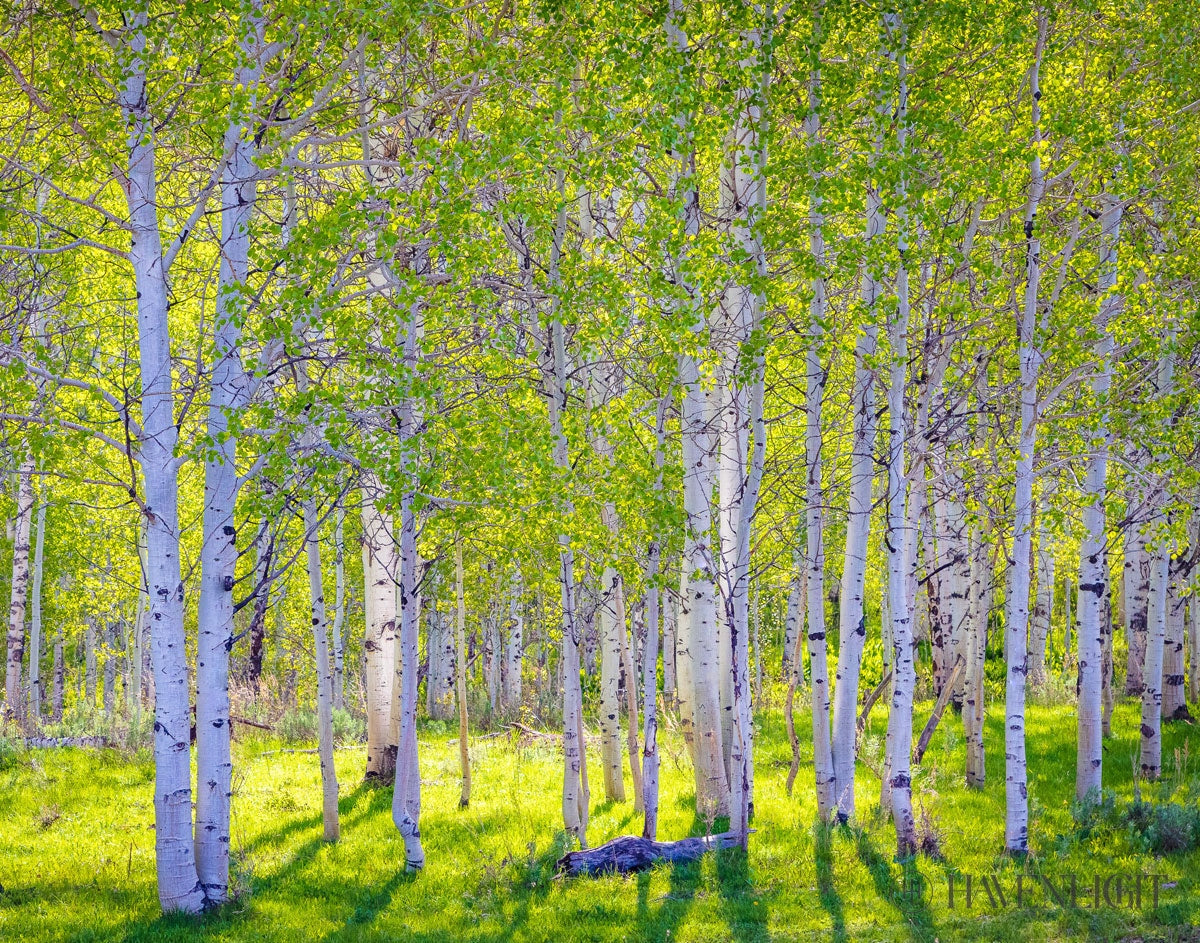 Early Morning Light In The Wasatch Backcountry Open Edition Print / 14 X 11 Only Art