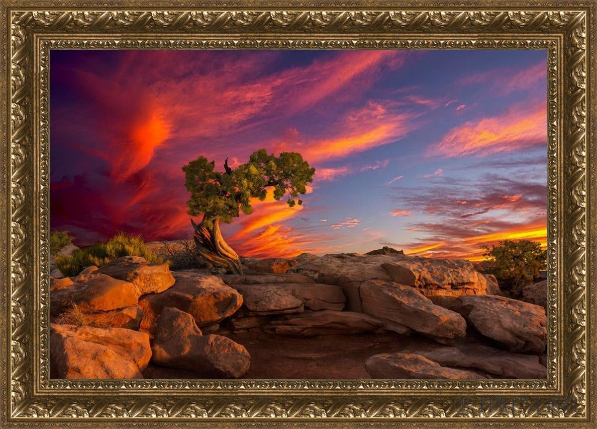 Moab Morning Open Edition Canvas / 30 X 20 Gold 35 3/4 25 Art