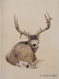 Mule Deer 2 Limited Edition Print / 6 X 8 Only Art