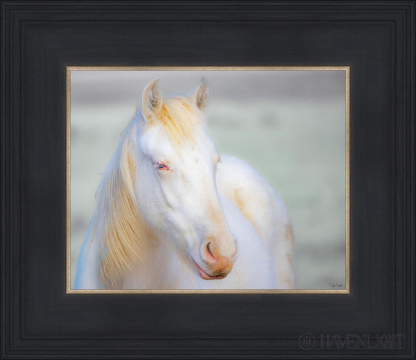 Old Blue Eyes by Greg Sargent desert fight horse nature stallions ...