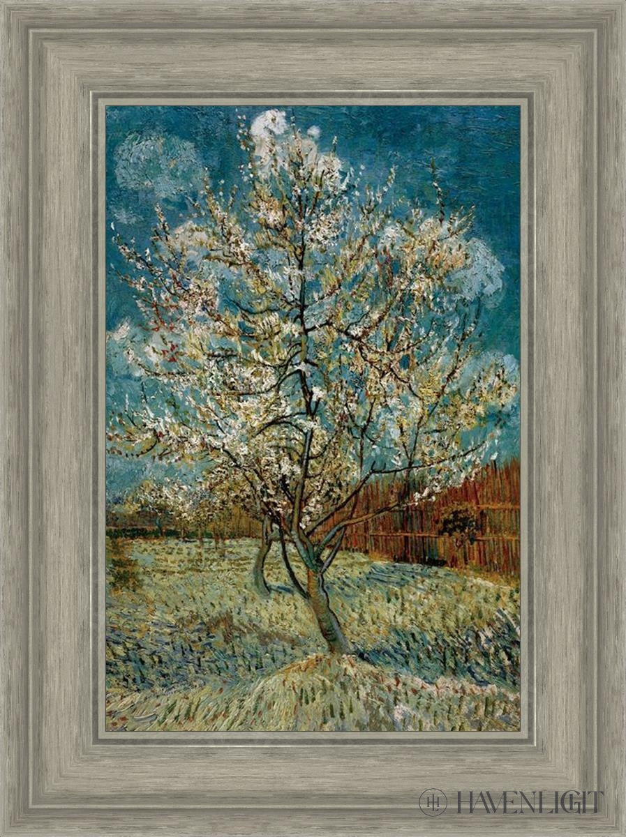 Peach Tree In Blossom Open Edition Print / 12 X 18 Gray 17 3/4 23 Art
