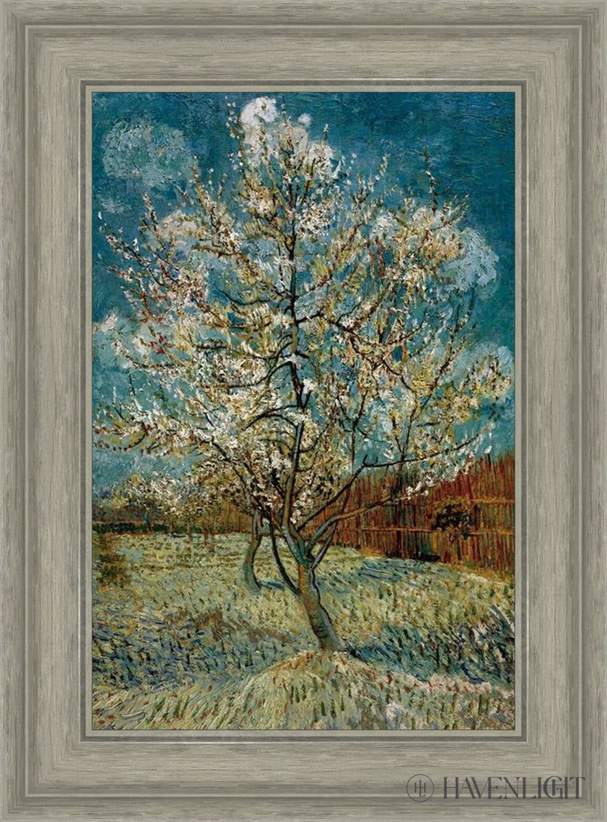 Peach Tree In Blossom Open Edition Print / 14 X 21 Gray 19 3/4 26 Art