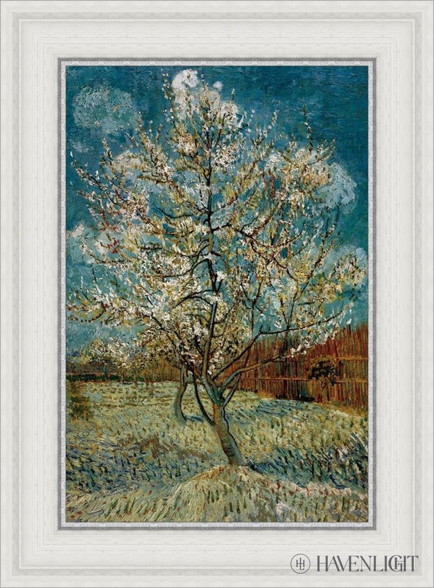 Peach Tree In Blossom Open Edition Print / 14 X 21 White 19 3/4 26 Art