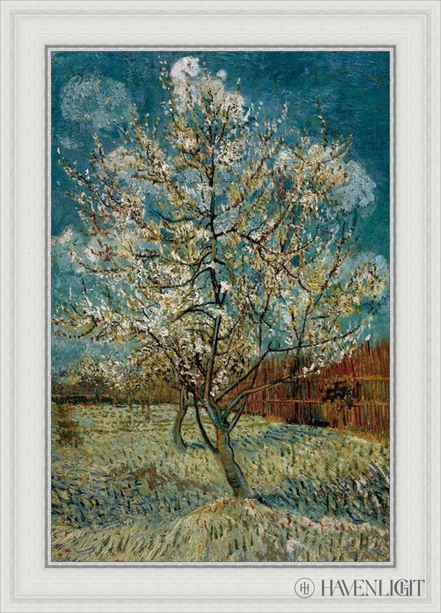 Peach Tree In Blossom Open Edition Print / 20 X 30 White 25 3/4 35 Art