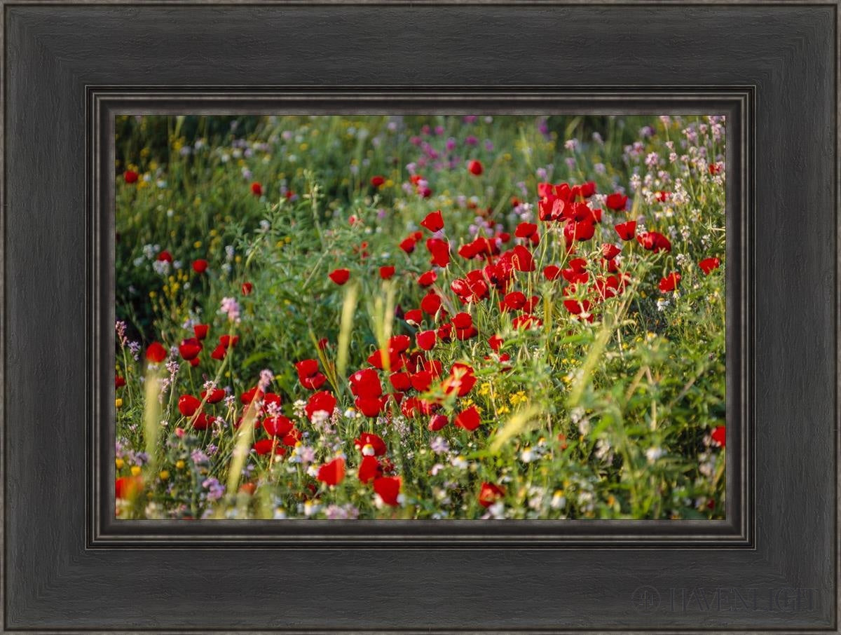 Plate 3 - Poppy Mix Judean Wilderness Open Edition Canvas / 18 X 12 Black 24 1/2 Art