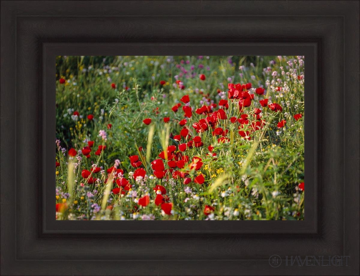Plate 3 - Poppy Mix Judean Wilderness Open Edition Canvas / 18 X 12 Brown 25 3/4 19 Art