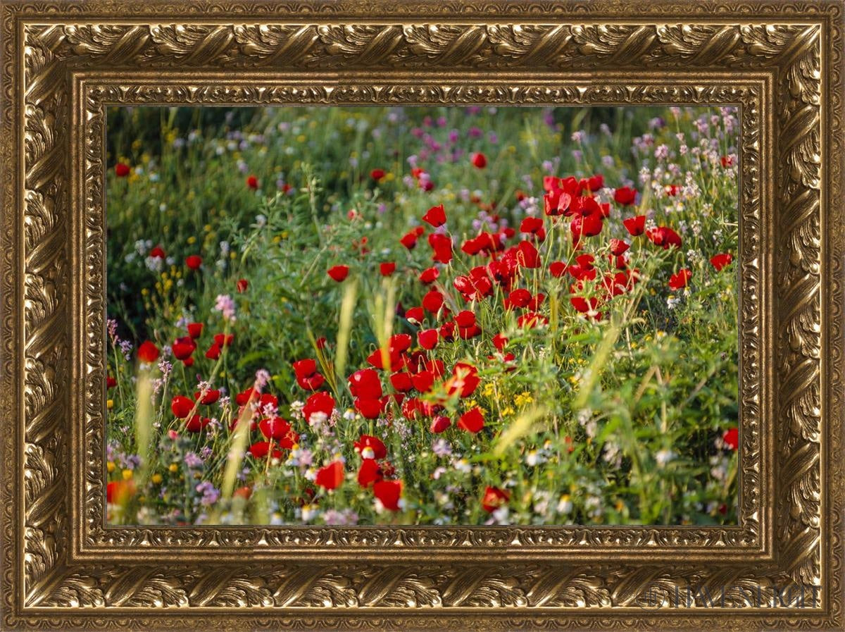 Plate 3 - Poppy Mix Judean Wilderness Open Edition Canvas / 18 X 12 Gold 23 3/4 17 Art