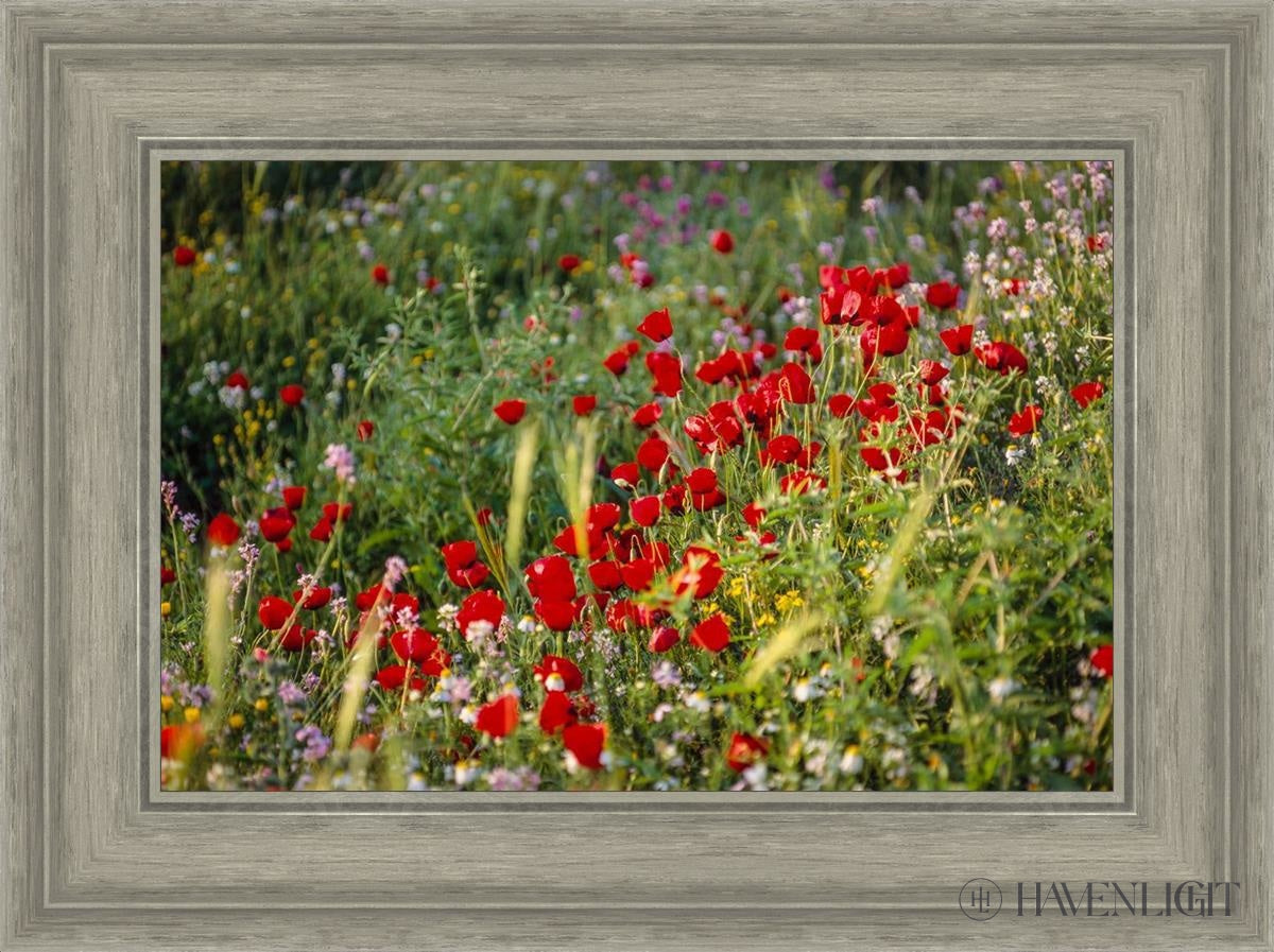 Plate 3 - Poppy Mix Judean Wilderness Open Edition Canvas / 18 X 12 Gray 23 3/4 17 Art