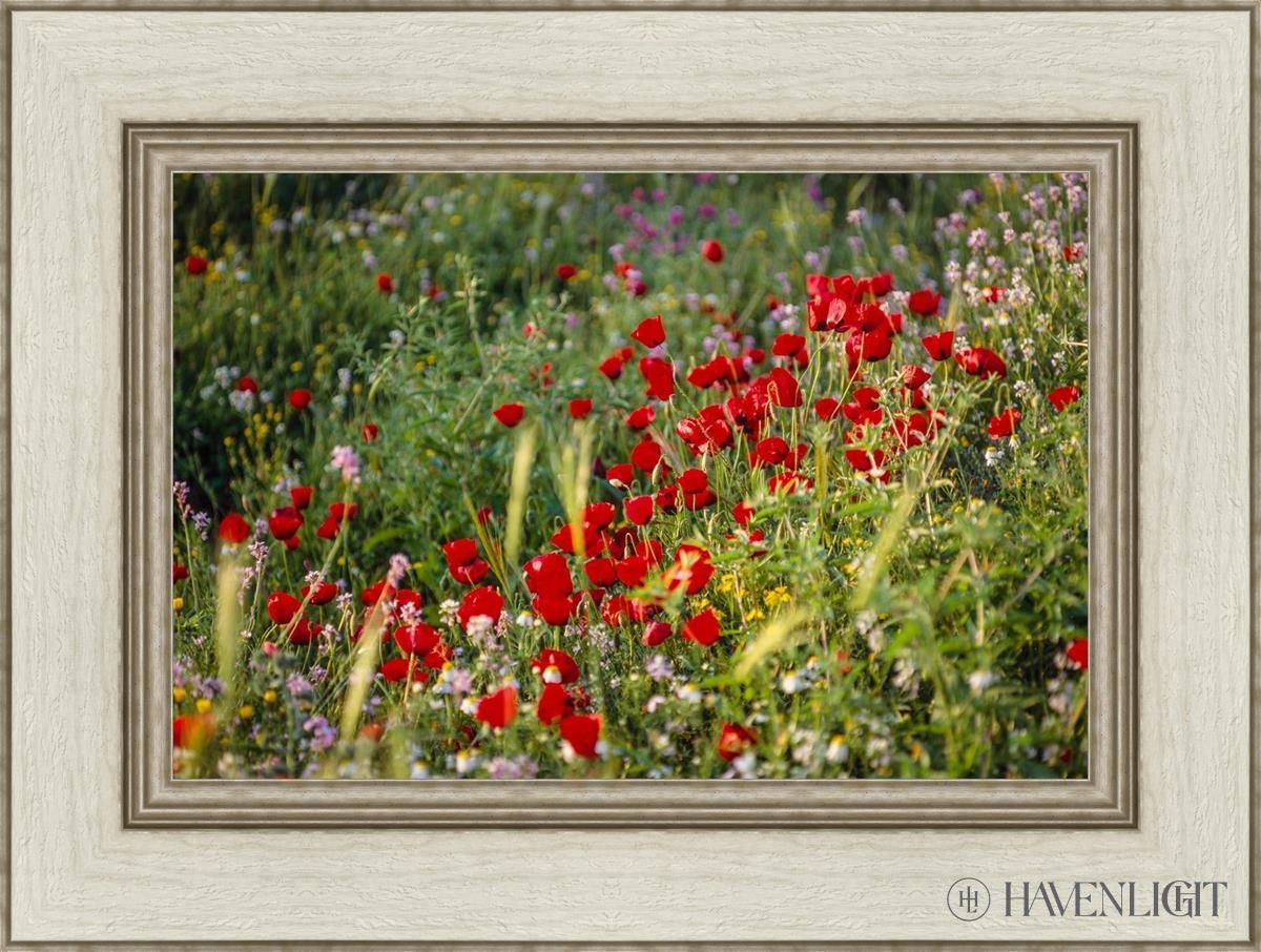Plate 3 - Poppy Mix Judean Wilderness Open Edition Canvas / 18 X 12 Ivory 24 1/2 Art