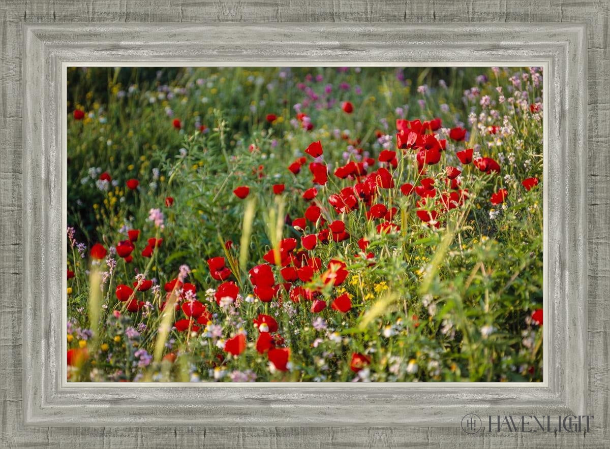 Plate 3 - Poppy Mix Judean Wilderness Open Edition Canvas / 18 X 12 Silver 22 3/4 16 Art