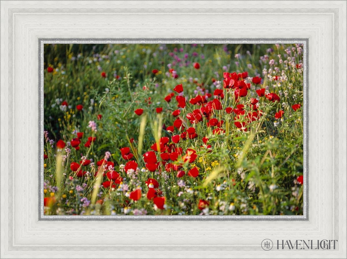 Plate 3 - Poppy Mix Judean Wilderness Open Edition Canvas / 18 X 12 White 23 3/4 17 Art