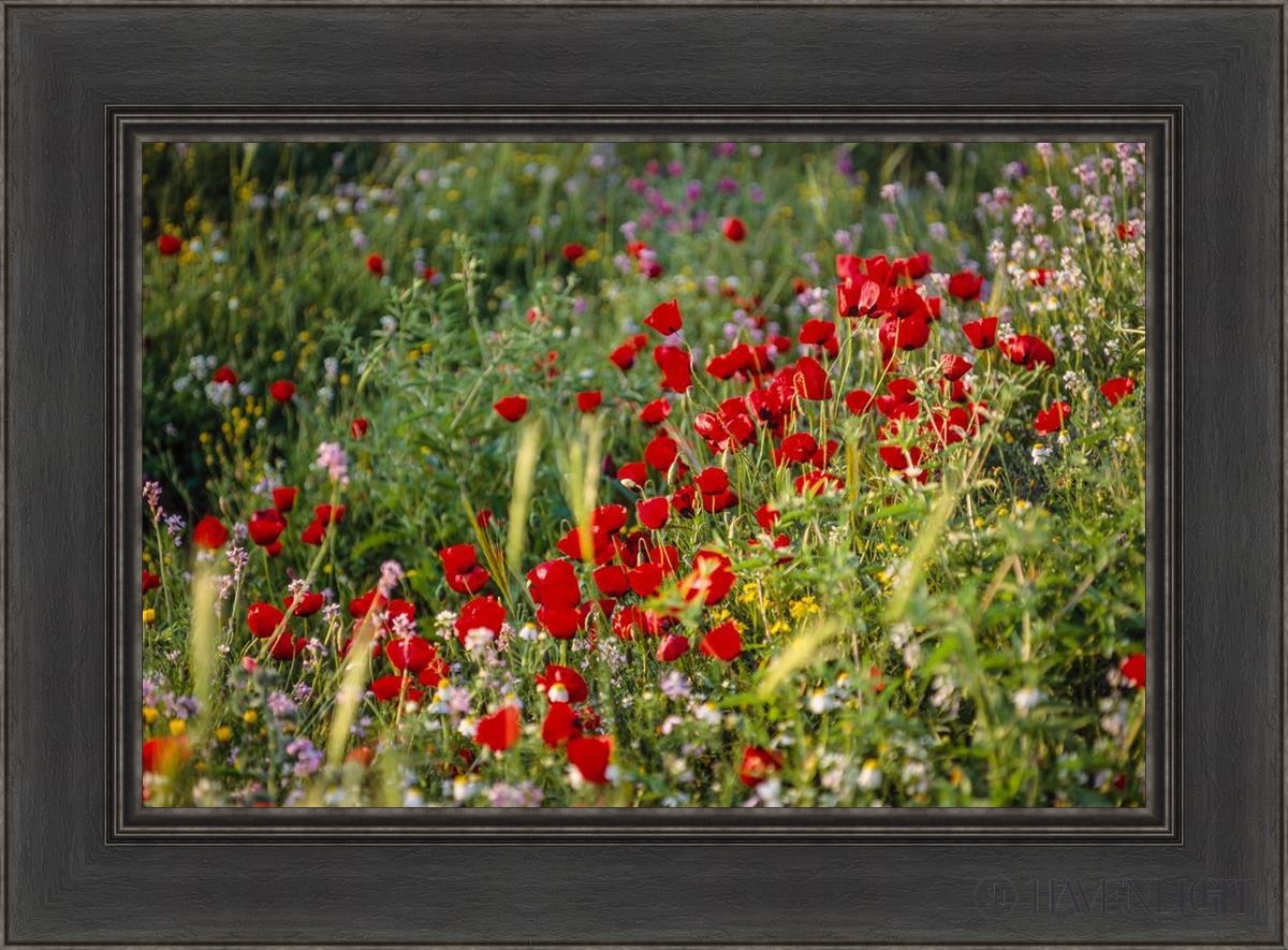 Plate 3 - Poppy Mix Judean Wilderness Open Edition Canvas / 24 X 16 Black 30 1/2 22 Art