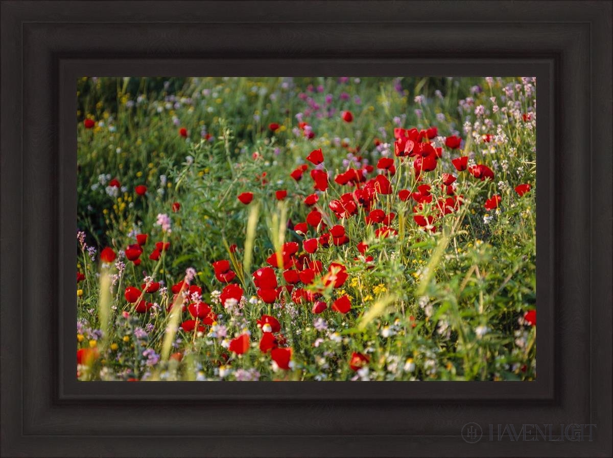Plate 3 - Poppy Mix Judean Wilderness Open Edition Canvas / 24 X 16 Brown 31 3/4 23 Art