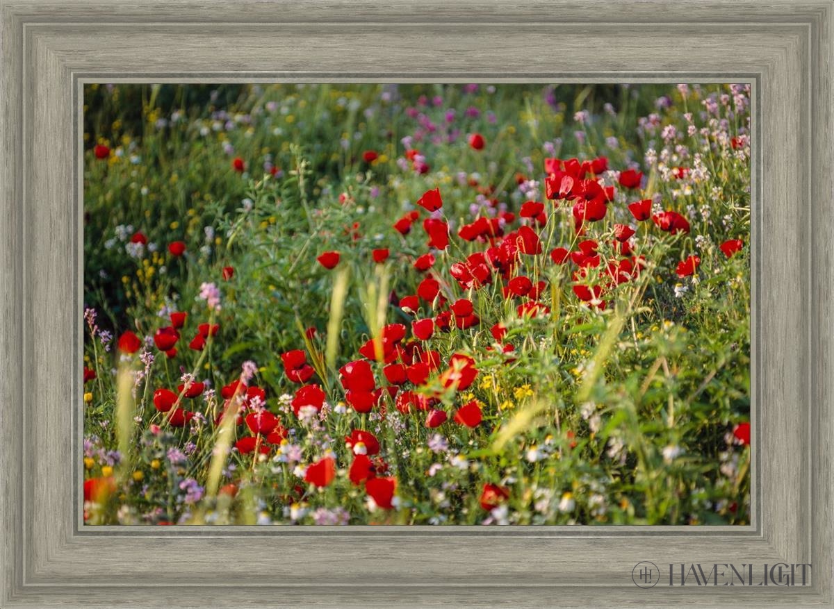 Plate 3 - Poppy Mix Judean Wilderness Open Edition Canvas / 24 X 16 Gray 29 3/4 21 Art