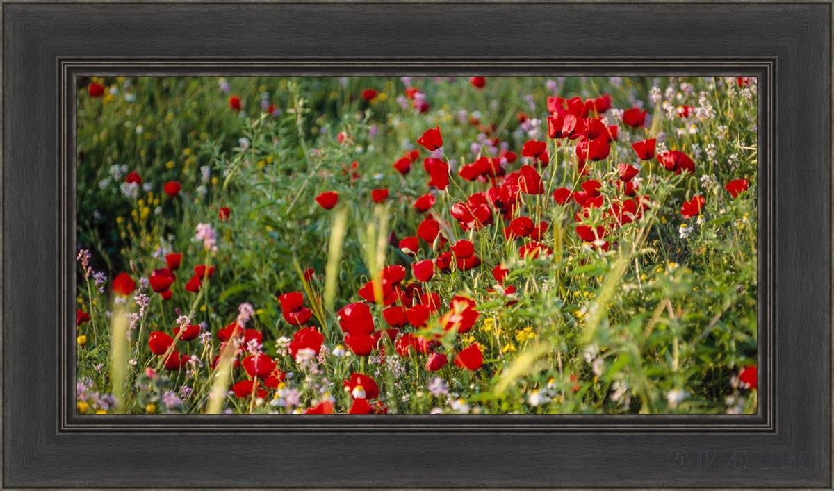 Plate 3 - Poppy Mix Judean Wilderness Open Edition Canvas / 30 X 15 Black 36 1/2 21 Art