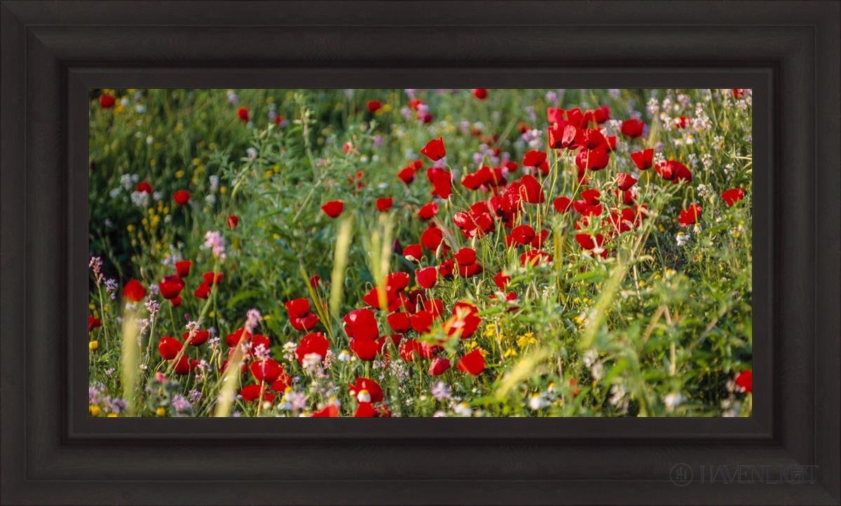 Plate 3 - Poppy Mix Judean Wilderness Open Edition Canvas / 30 X 15 Brown 37 3/4 22 Art