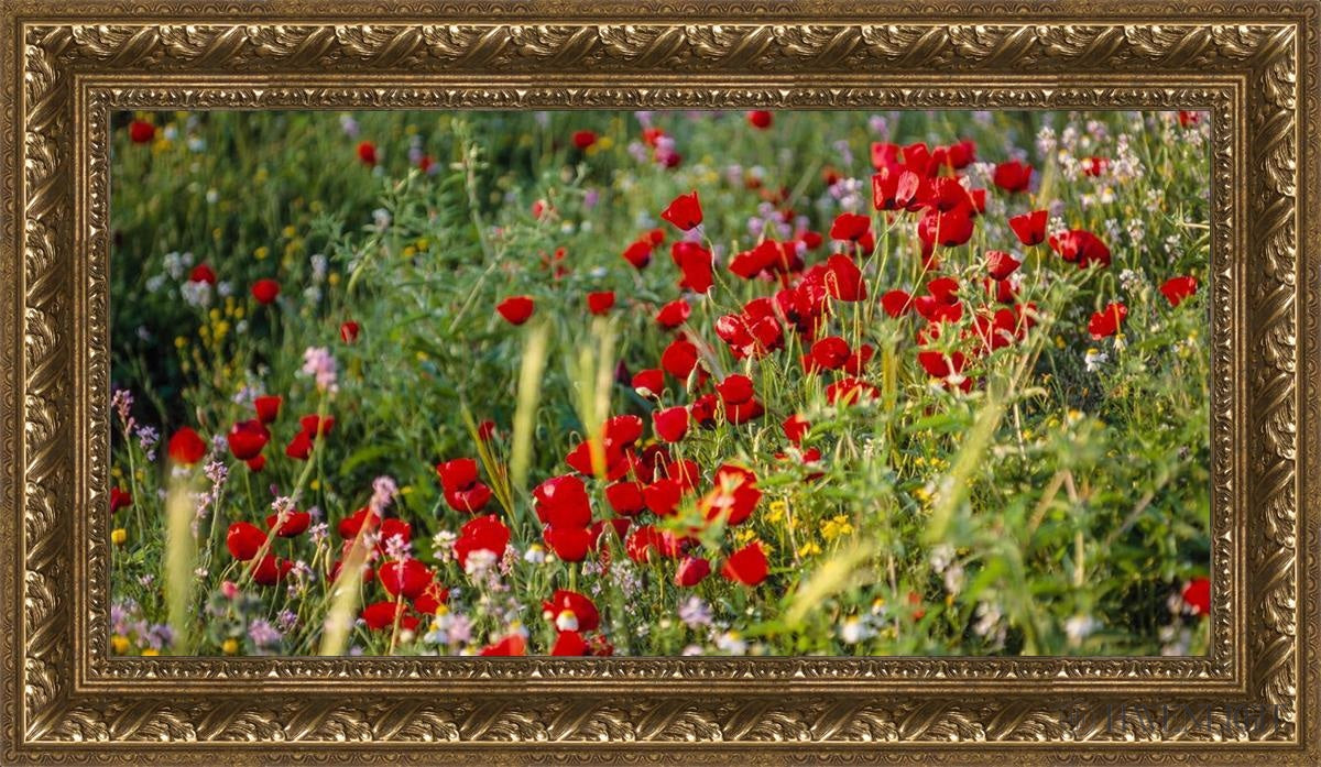 Plate 3 - Poppy Mix Judean Wilderness Open Edition Canvas / 30 X 15 Gold 35 3/4 20 Art