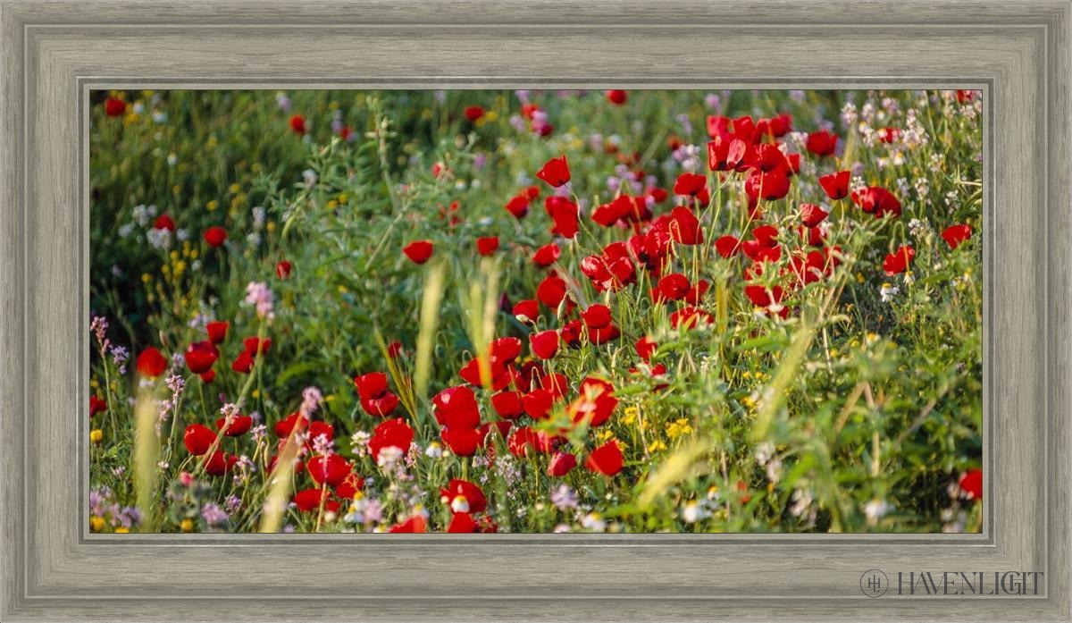 Plate 3 - Poppy Mix Judean Wilderness Open Edition Canvas / 30 X 15 Gray 35 3/4 20 Art