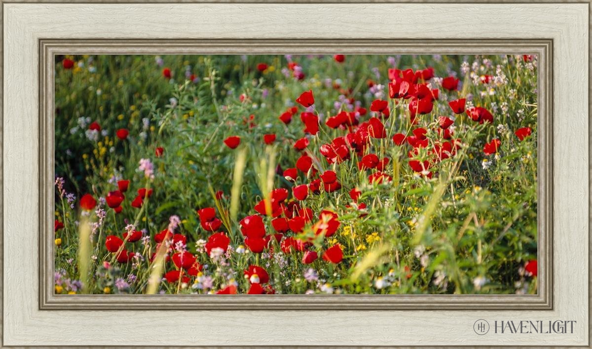 Plate 3 - Poppy Mix Judean Wilderness Open Edition Canvas / 30 X 15 Ivory 36 1/2 21 Art