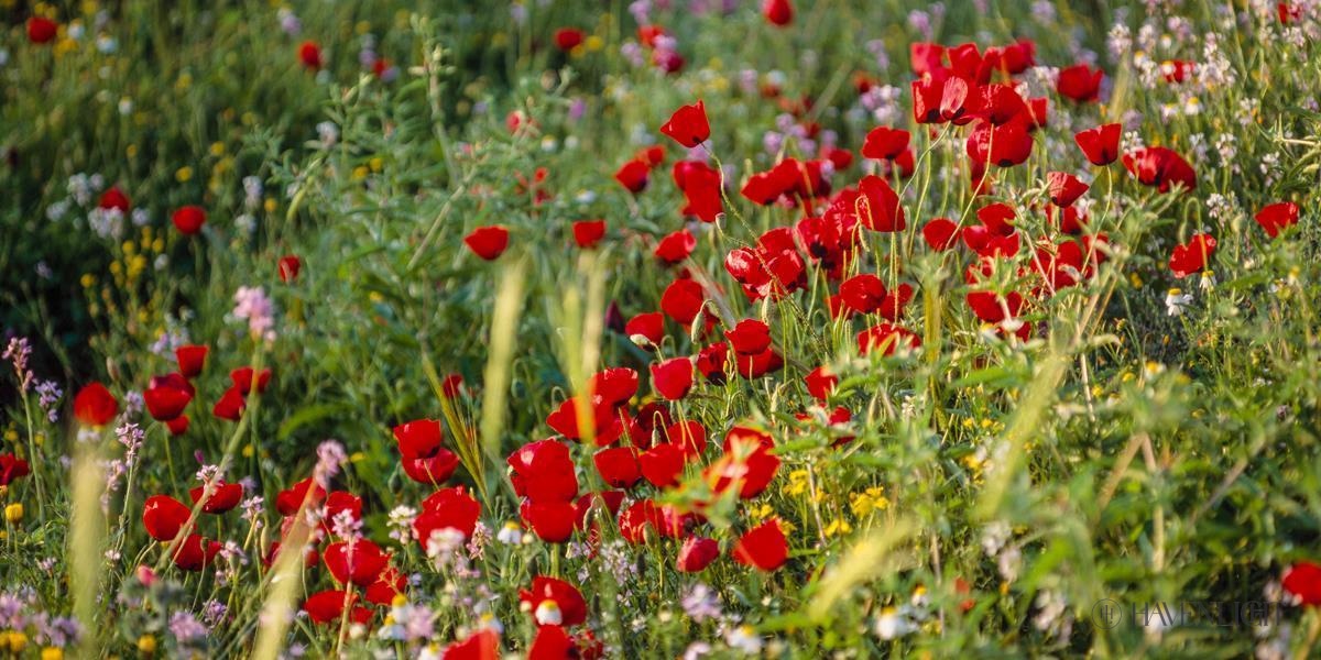 Plate 3 - Poppy Mix Judean Wilderness Open Edition Canvas / 30 X 15 Rolled In Tube Art
