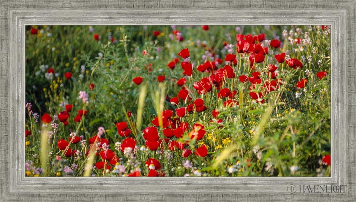 Plate 3 - Poppy Mix Judean Wilderness Open Edition Canvas / 30 X 15 Silver 34 3/4 19 Art