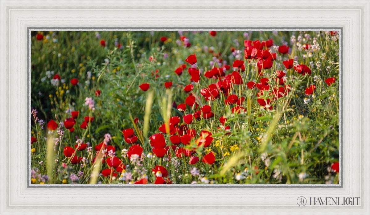 Plate 3 - Poppy Mix Judean Wilderness Open Edition Canvas / 30 X 15 White 35 3/4 20 Art