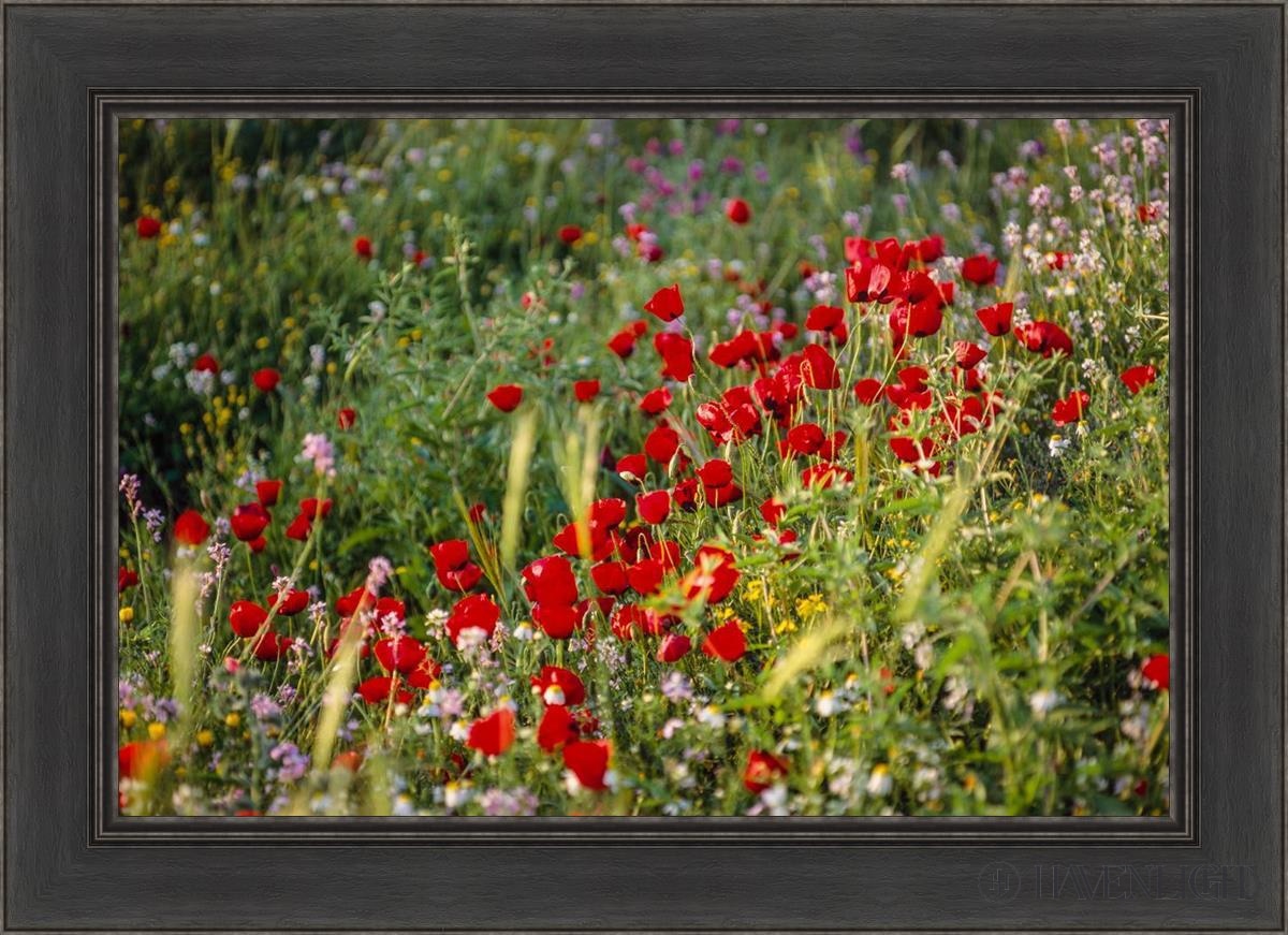 Plate 3 - Poppy Mix Judean Wilderness Open Edition Canvas / 30 X 20 Black 36 1/2 26 Art