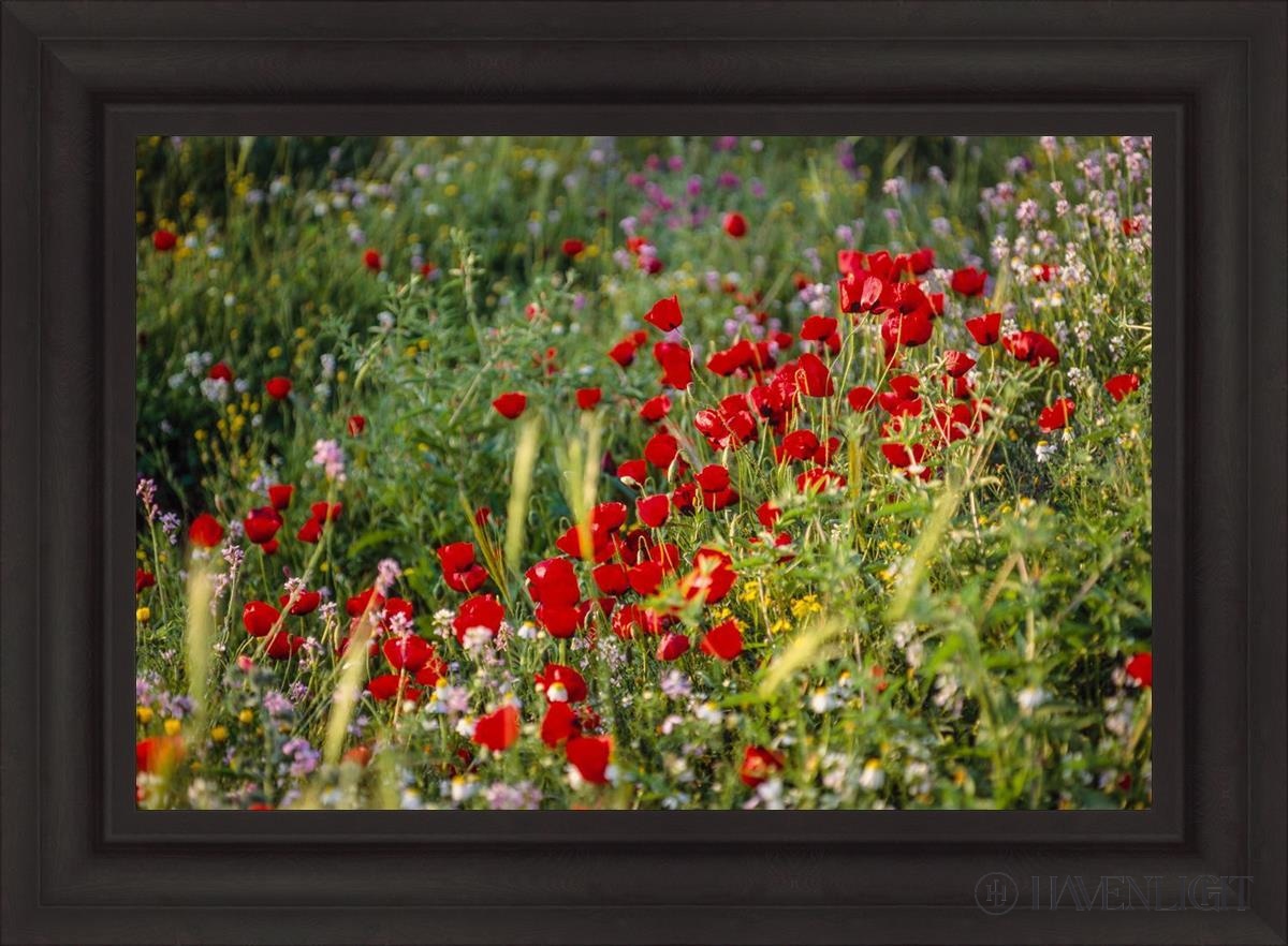 Plate 3 - Poppy Mix Judean Wilderness Open Edition Canvas / 30 X 20 Brown 37 3/4 27 Art