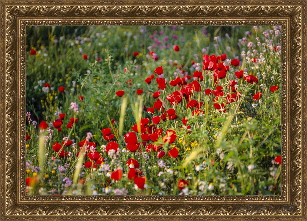 Plate 3 - Poppy Mix Judean Wilderness Open Edition Canvas / 30 X 20 Gold 35 3/4 25 Art