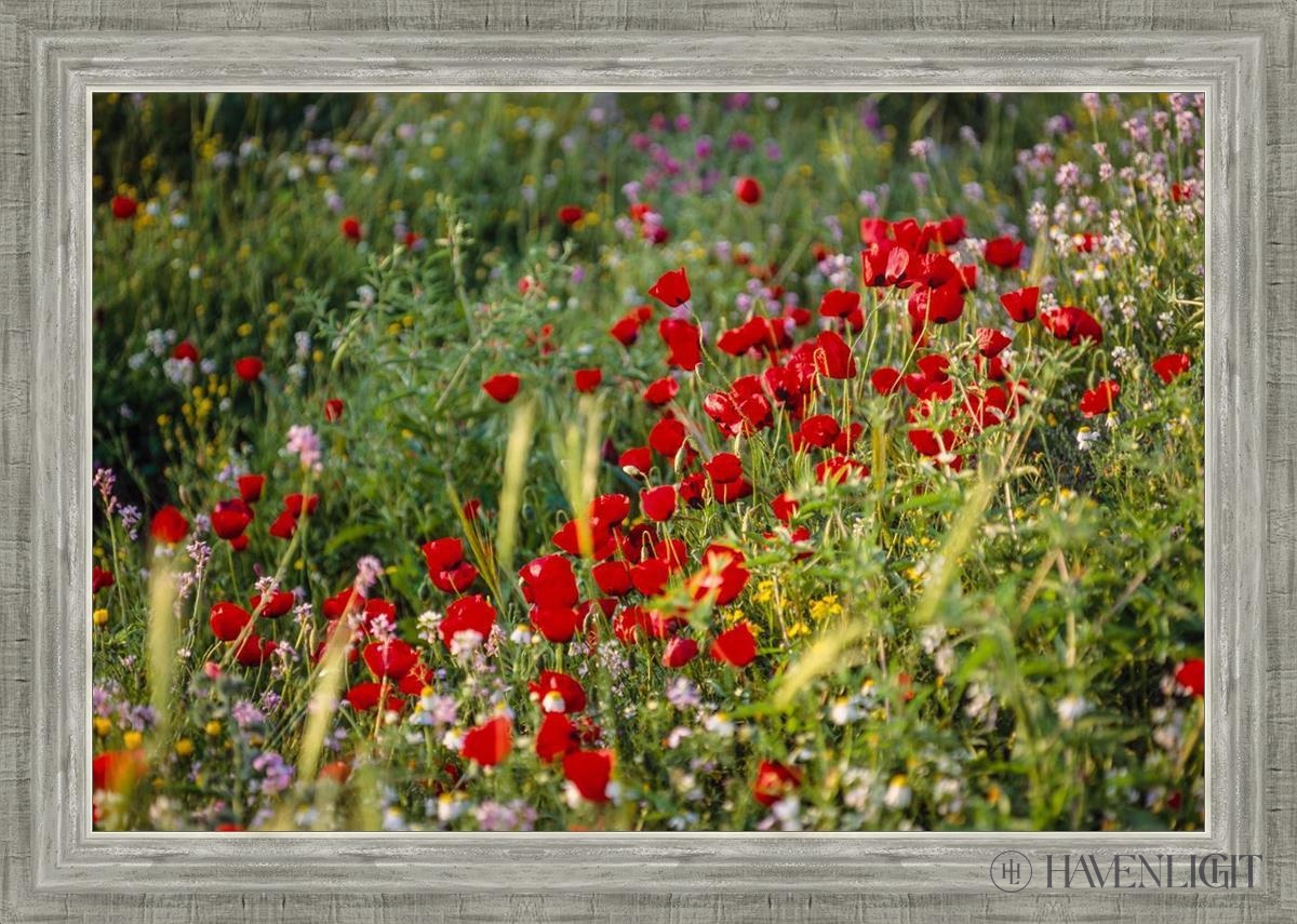 Plate 3 - Poppy Mix Judean Wilderness Open Edition Canvas / 30 X 20 Silver 34 3/4 24 Art