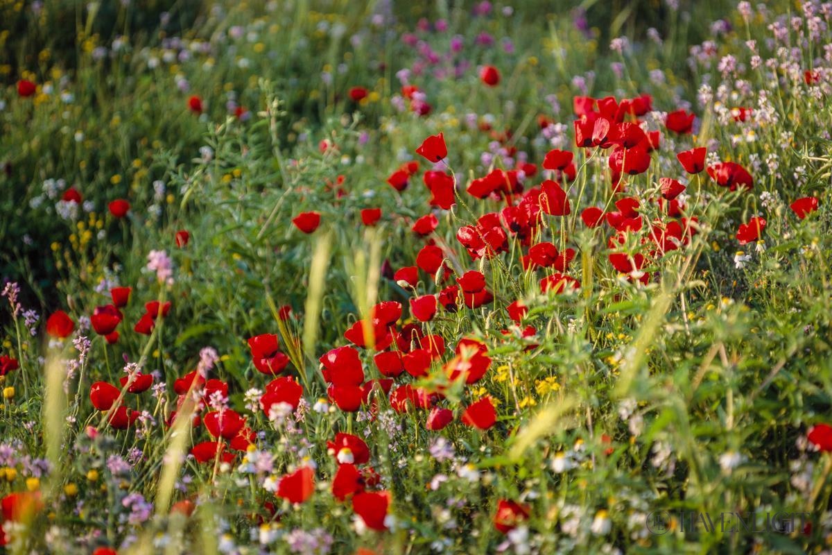Plate 3 - Poppy Mix Judean Wilderness Open Edition Canvas / 36 X 24 Rolled In Tube Art