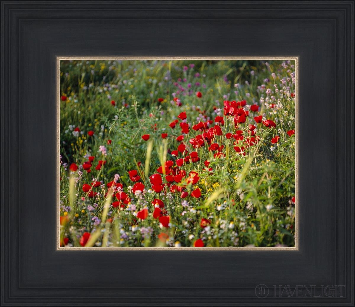 Plate 3 - Poppy Mix Judean Wilderness Open Edition Print / 10 X 8 Black 14 3/4 12 Art
