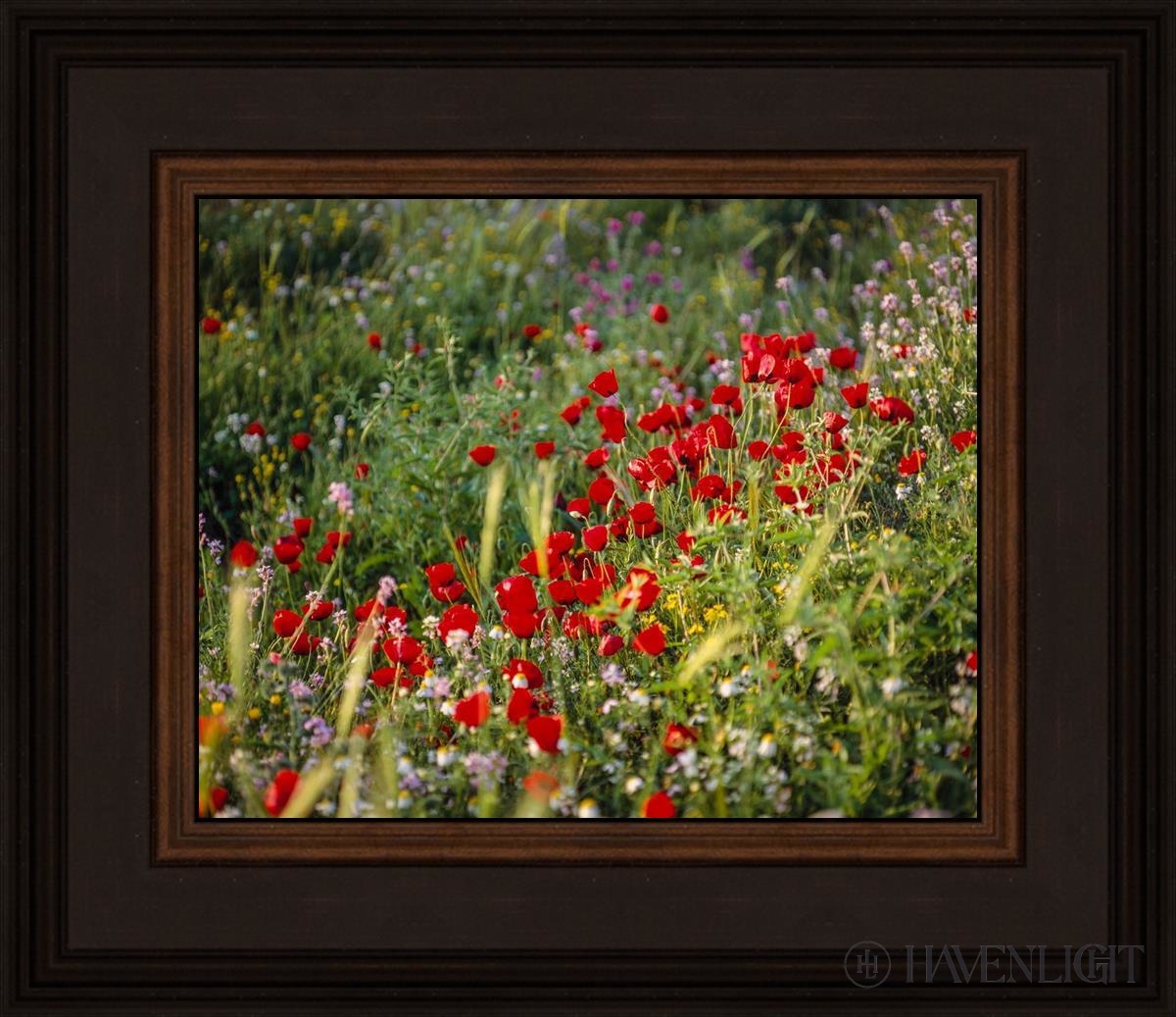 Plate 3 - Poppy Mix Judean Wilderness Open Edition Print / 10 X 8 Brown 14 3/4 12 Art