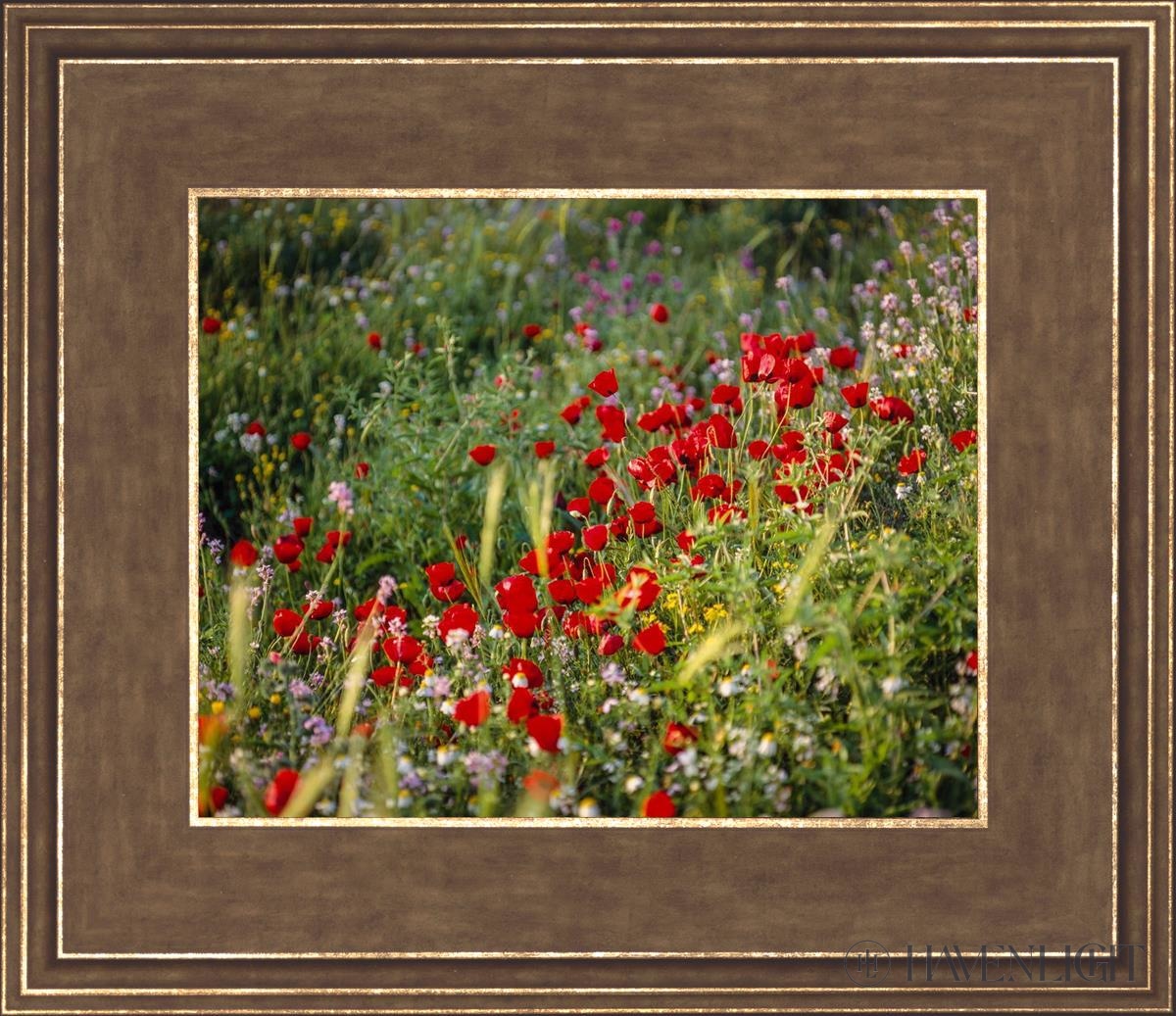 Plate 3 - Poppy Mix Judean Wilderness Open Edition Print / 10 X 8 Gold 14 3/4 12 Art