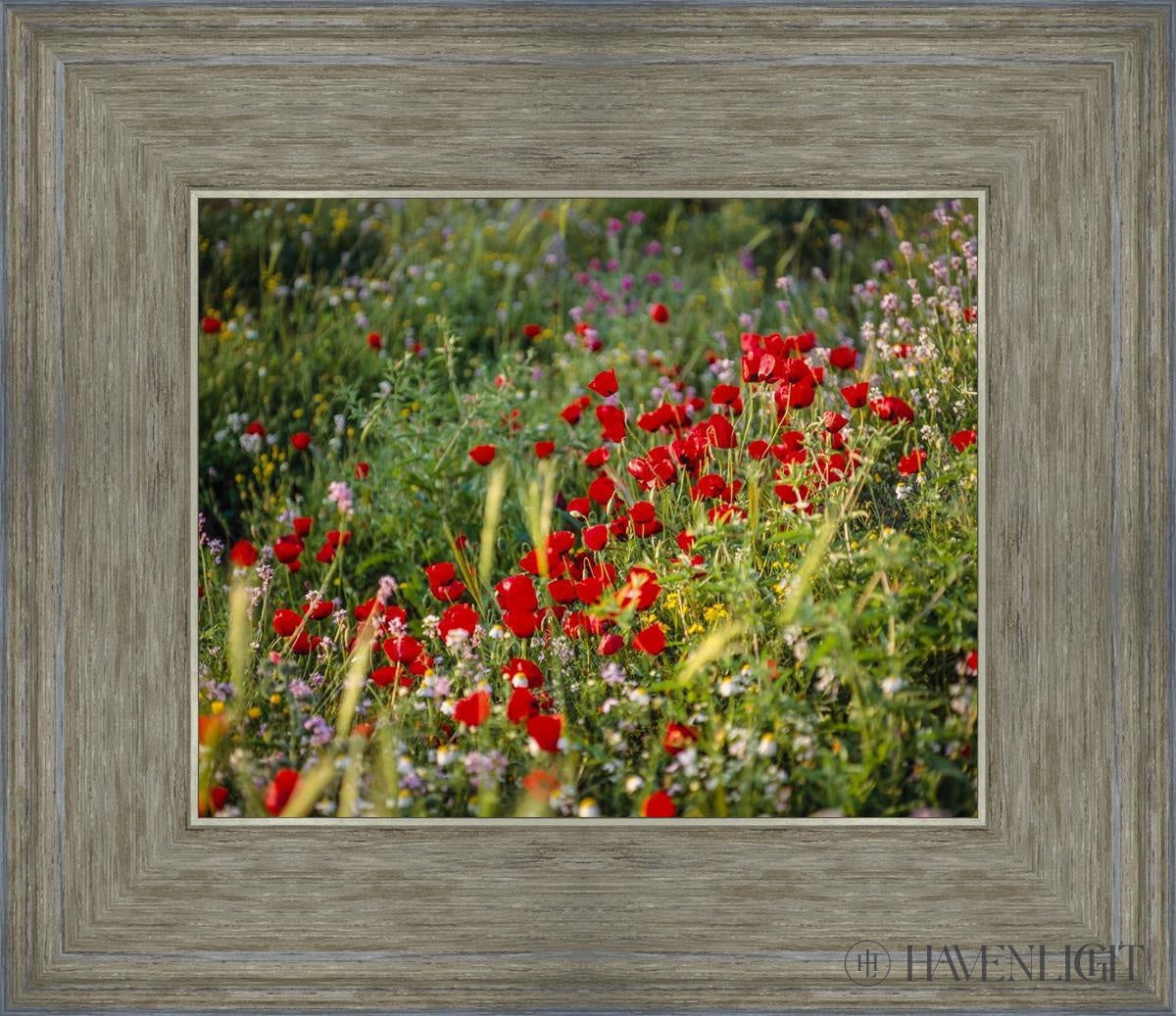 Plate 3 - Poppy Mix Judean Wilderness Open Edition Print / 10 X 8 Gray 14 3/4 12 Art