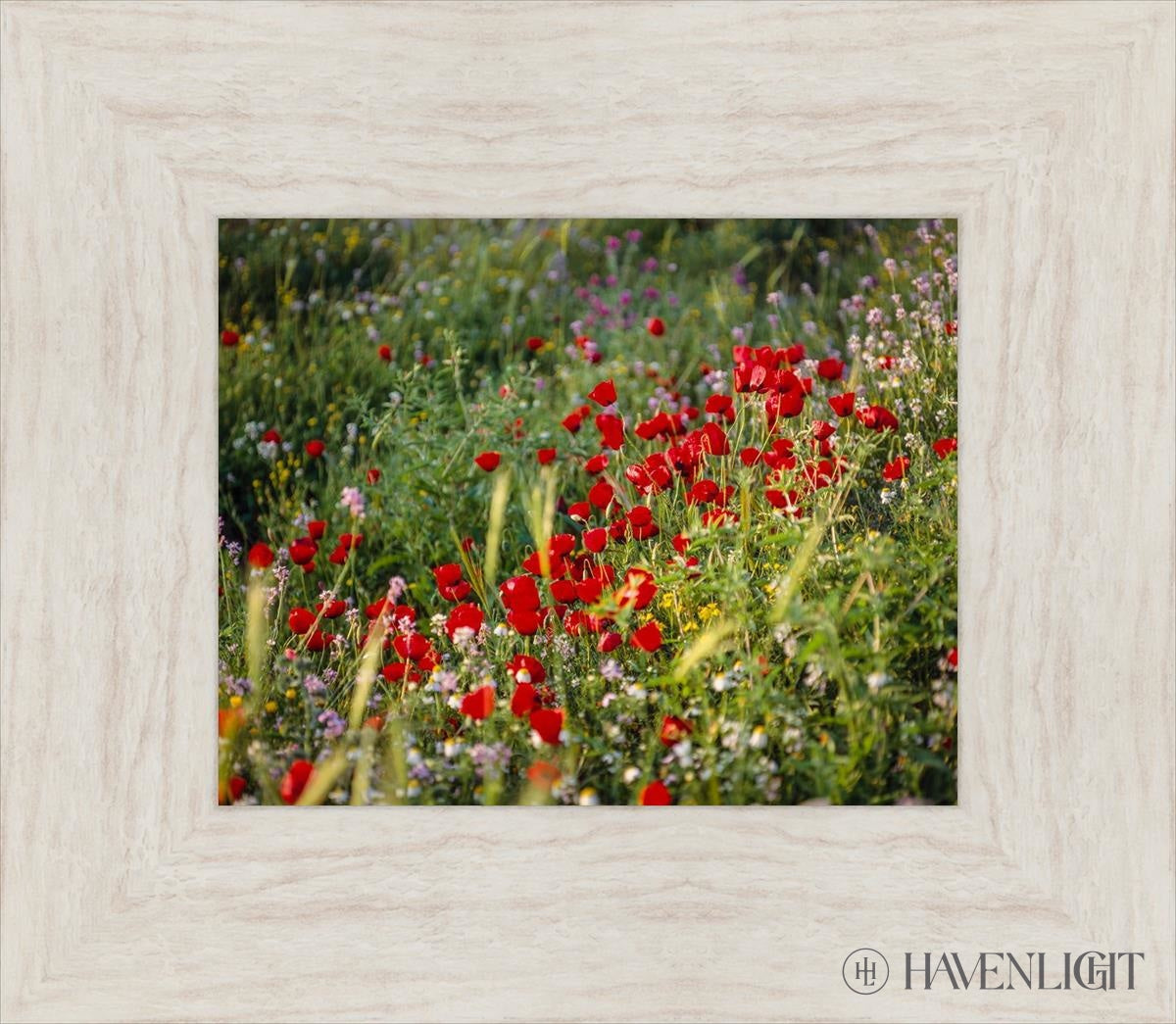 Plate 3 - Poppy Mix Judean Wilderness Open Edition Print / 10 X 8 Ivory 15 1/2 13 Art