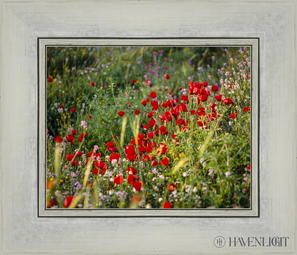 Plate 3 - Poppy Mix Judean Wilderness Open Edition Print / 10 X 8 Silver 14 1/4 12 Art