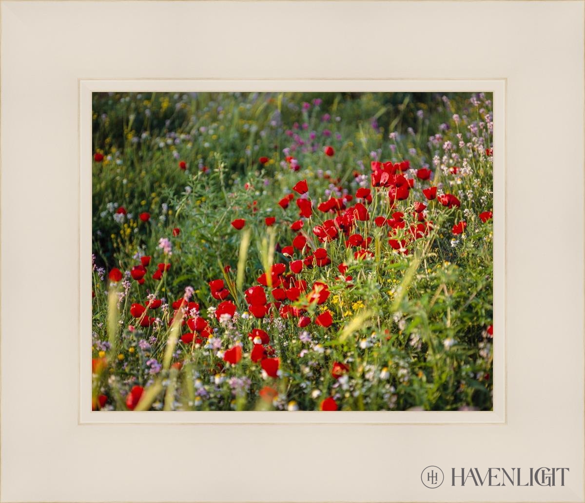 Plate 3 - Poppy Mix Judean Wilderness Open Edition Print / 10 X 8 White 14 1/4 12 Art