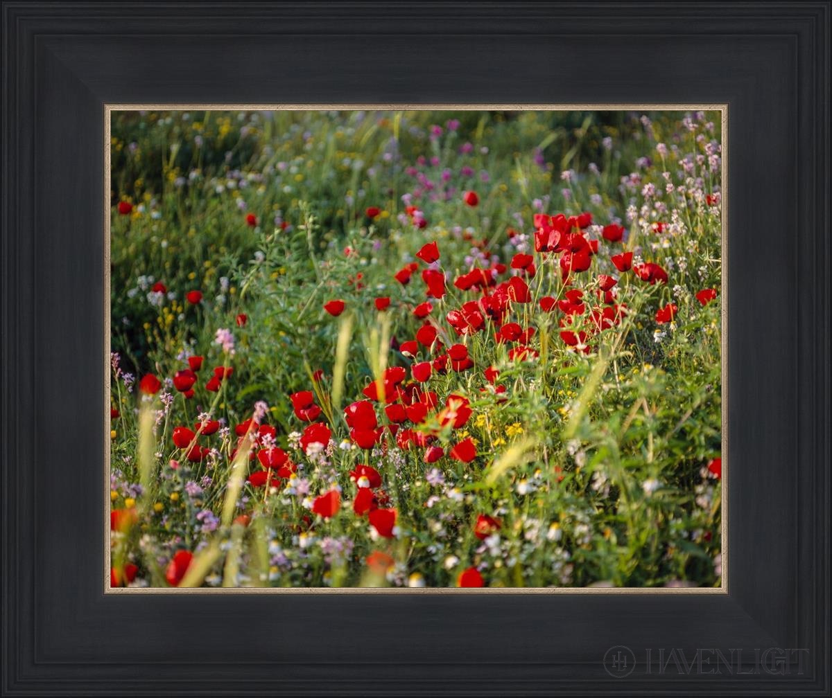 Plate 3 - Poppy Mix Judean Wilderness Open Edition Print / 14 X 11 Black 18 3/4 15 Art