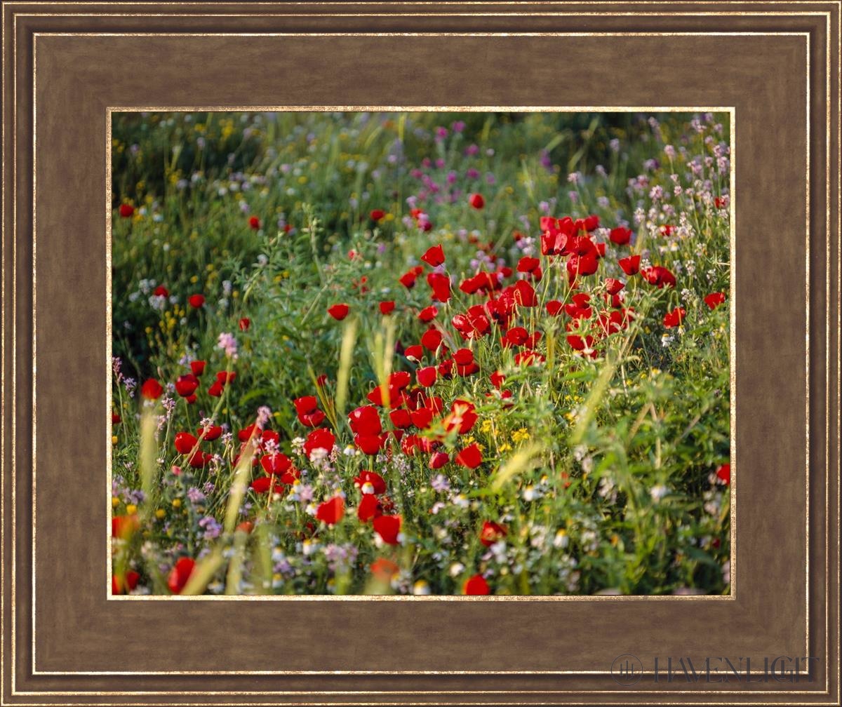 Plate 3 - Poppy Mix Judean Wilderness Open Edition Print / 14 X 11 Gold 18 3/4 15 Art