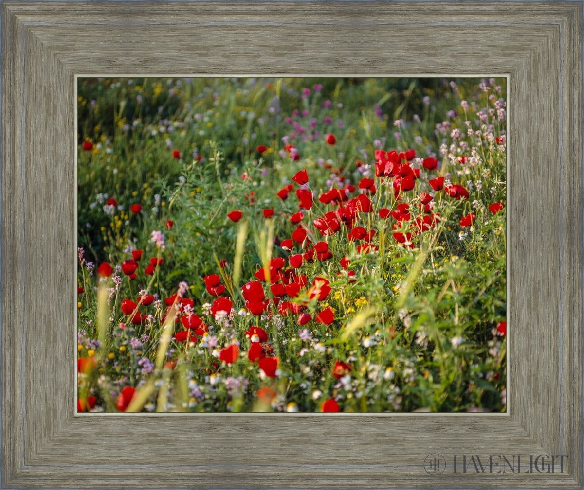 Plate 3 - Poppy Mix Judean Wilderness Open Edition Print / 14 X 11 Gray 18 3/4 15 Art