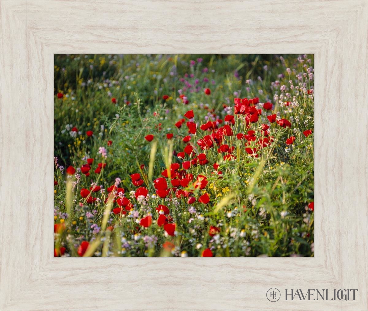 Plate 3 - Poppy Mix Judean Wilderness Open Edition Print / 14 X 11 Ivory 19 1/2 16 Art